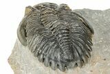 Hollardops Trilobite Fossil With Cornuproetus - Ofaten, Morocco #327548-4